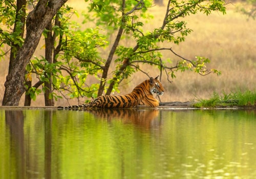 Golden Triangle Tour With Bharatpur & Ranthambore