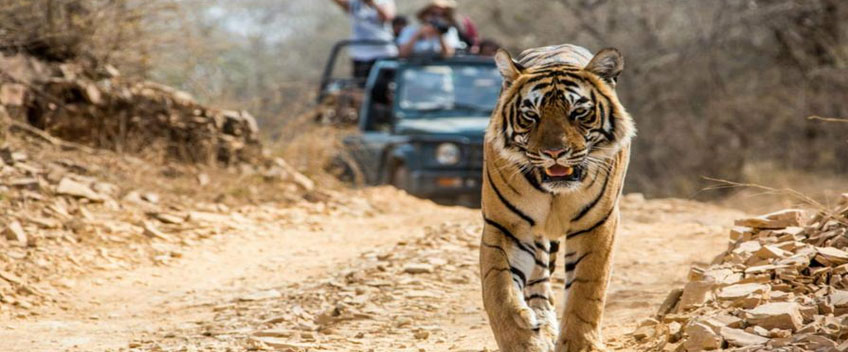 Wildlife Tour Packages in India