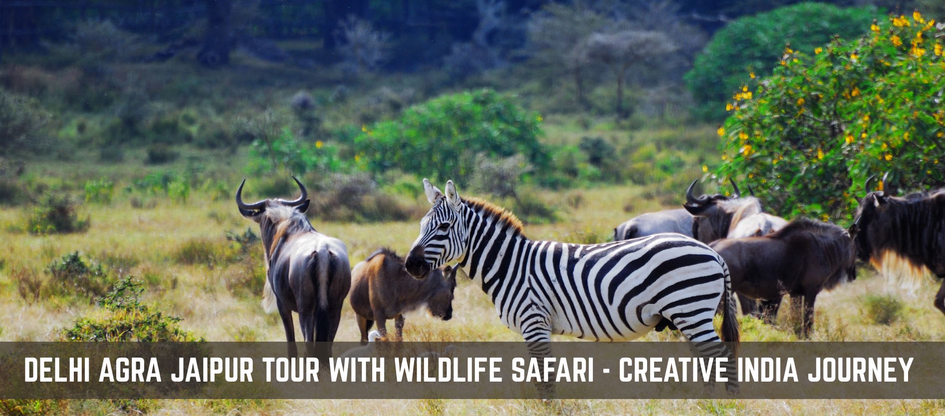 delhi-agra-jaipur-tour-with-wildlife-safari-heritage-adventure