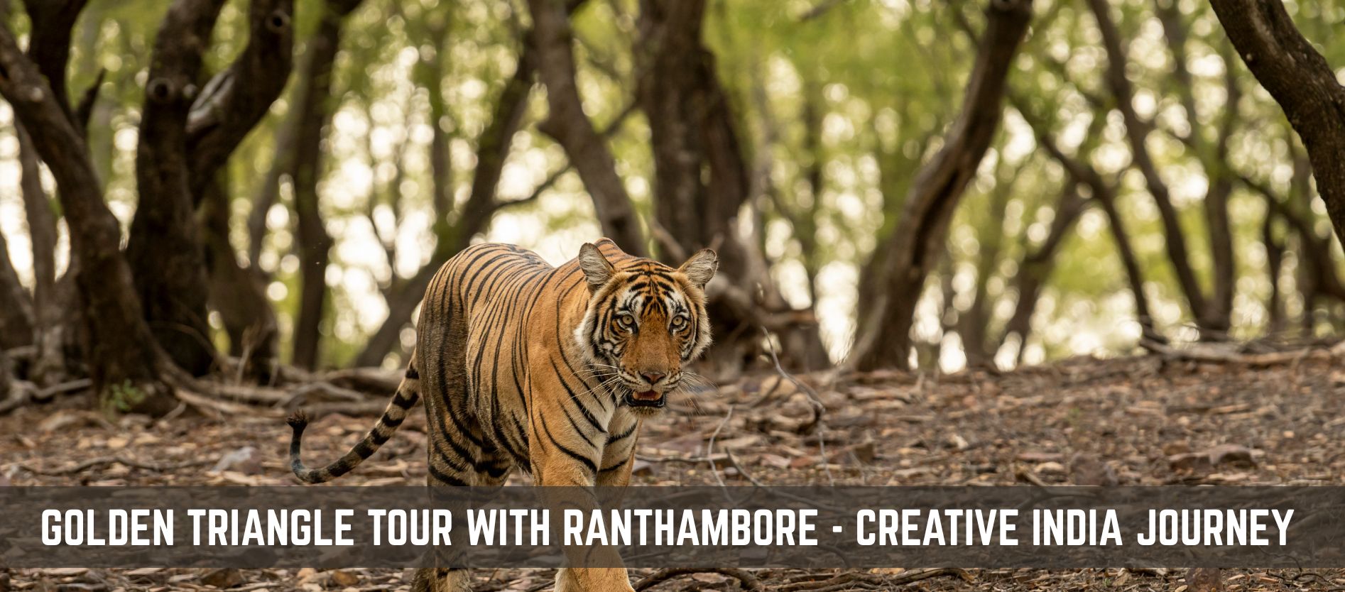 golden-triangle-tour-with-ranthambore-delhi-agra-jaipur-wildlife-tour