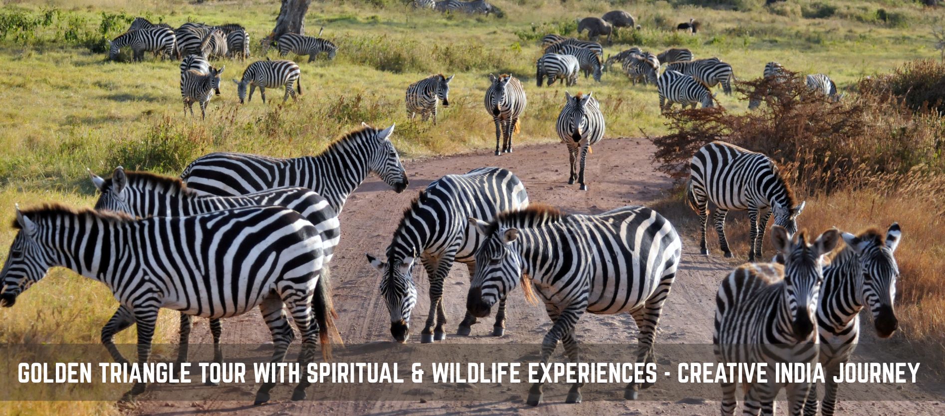 golden-triangle-tour-with-spiritual-wildlife-experiences-creative-india-journey