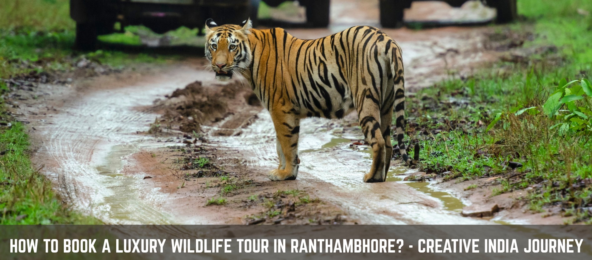 how-to-book-a-luxury-wildlife-tour-in-ranthambhore