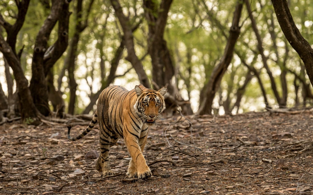 What is the Difference Between a Regular and Luxury Jungle Safari?