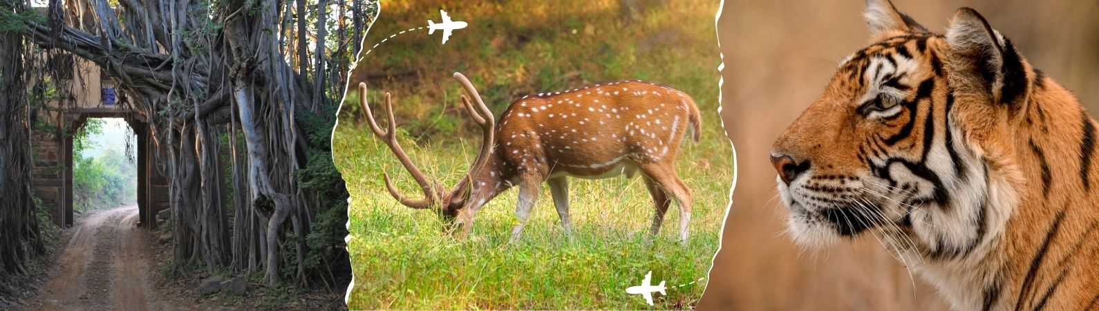 ranthambore weekend tour