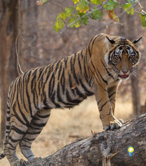 Golden Triangle With Ranthambore